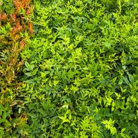 Nandina domestica Magical Lemon Lime Tc - Hemelse bamboe Magical Lemon Lime - Wintergroene planten