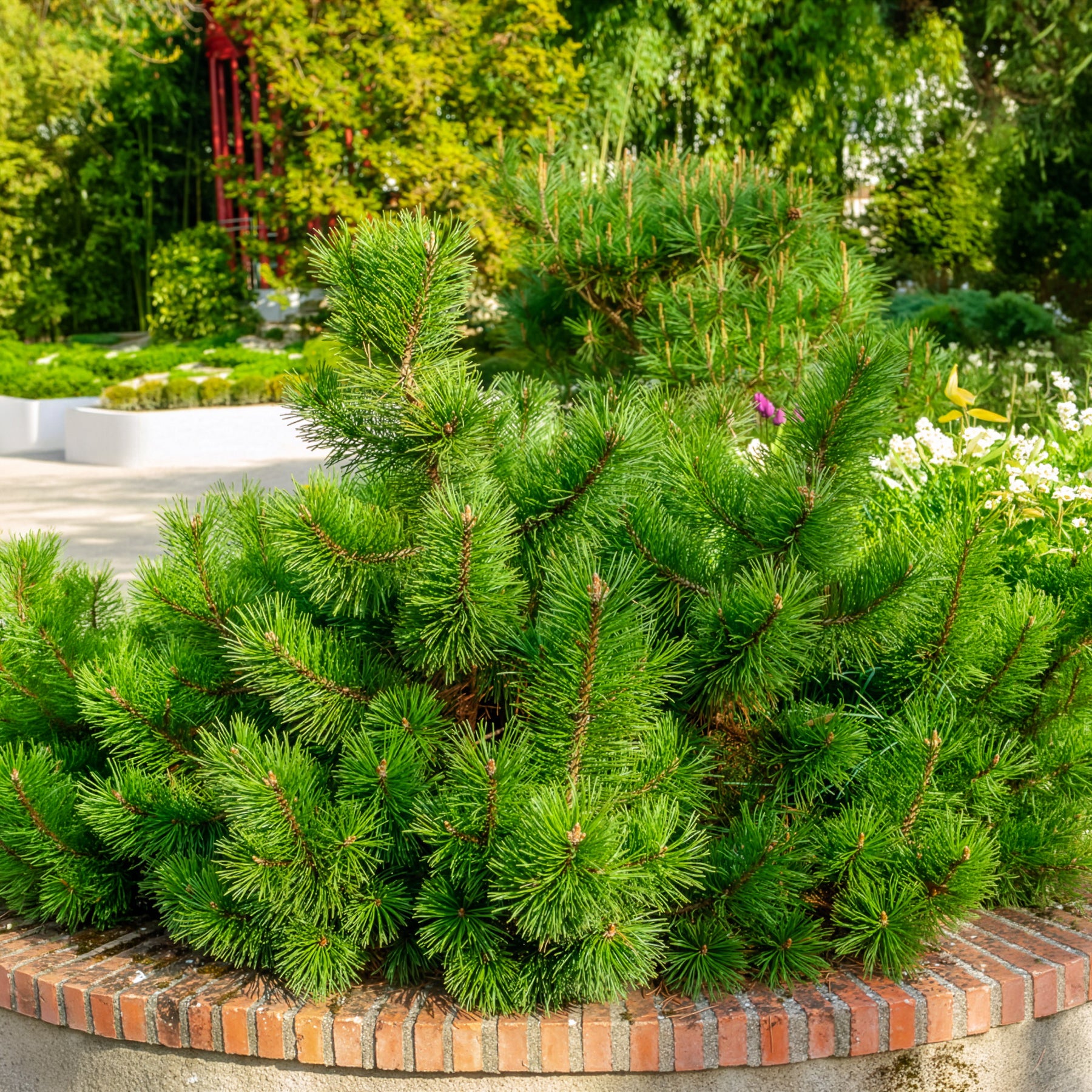 Bergden Pumilio - Pinus mugo Pumilio - Bakker