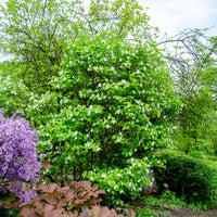 Schijnkerria - Rhodotypos scandens - Bakker