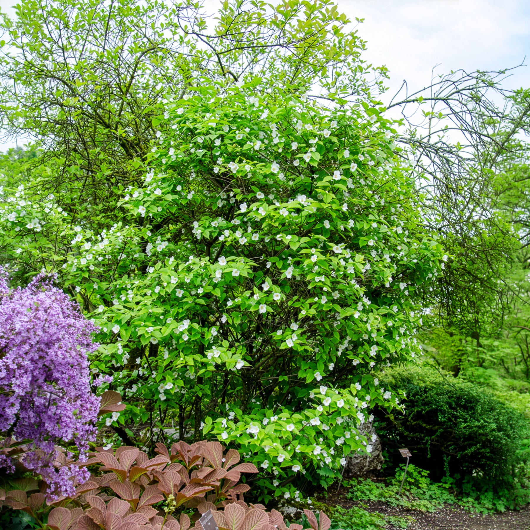 Schijnkerria - Rhodotypos scandens - Bakker