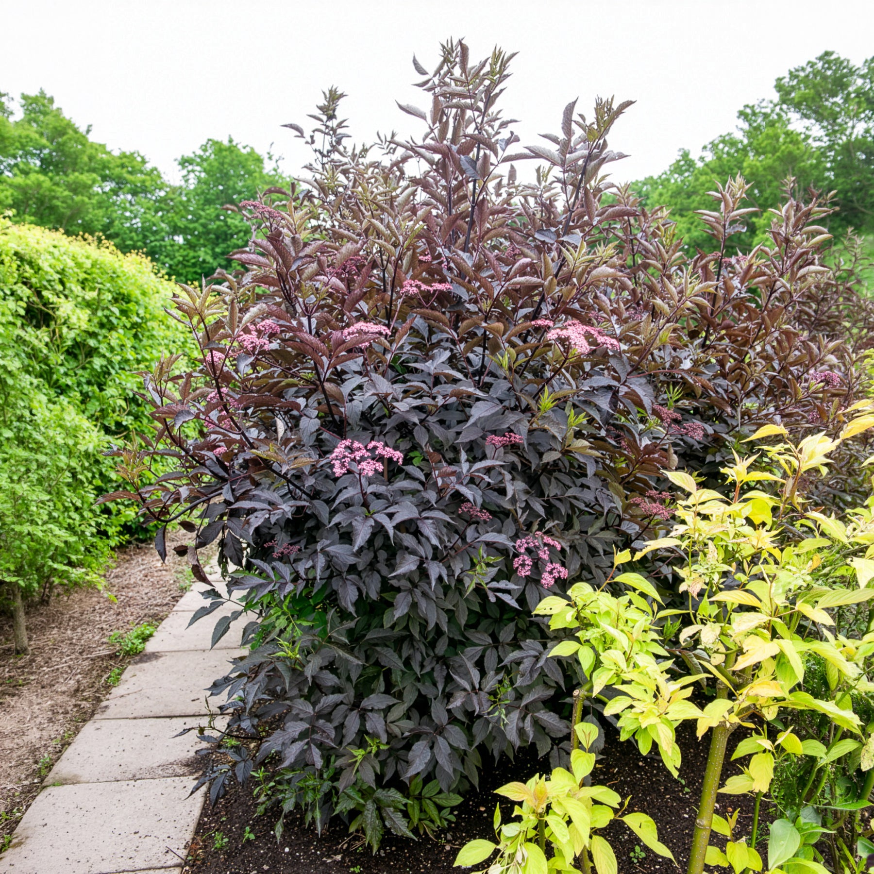 Zwarte vlier Black Beauty - Sambucus nigra Black Beauty - Bakker