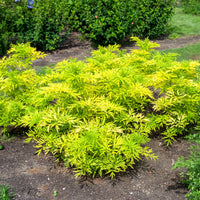 Zwarte vlier Golden Tower - Sambucus nigra Golden Tower - Bakker