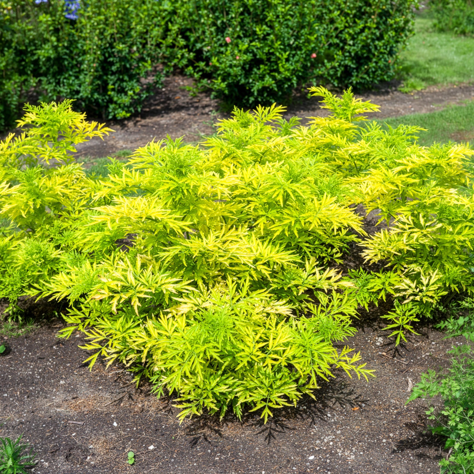 Zwarte vlier Golden Tower - Sambucus nigra Golden Tower - Bakker