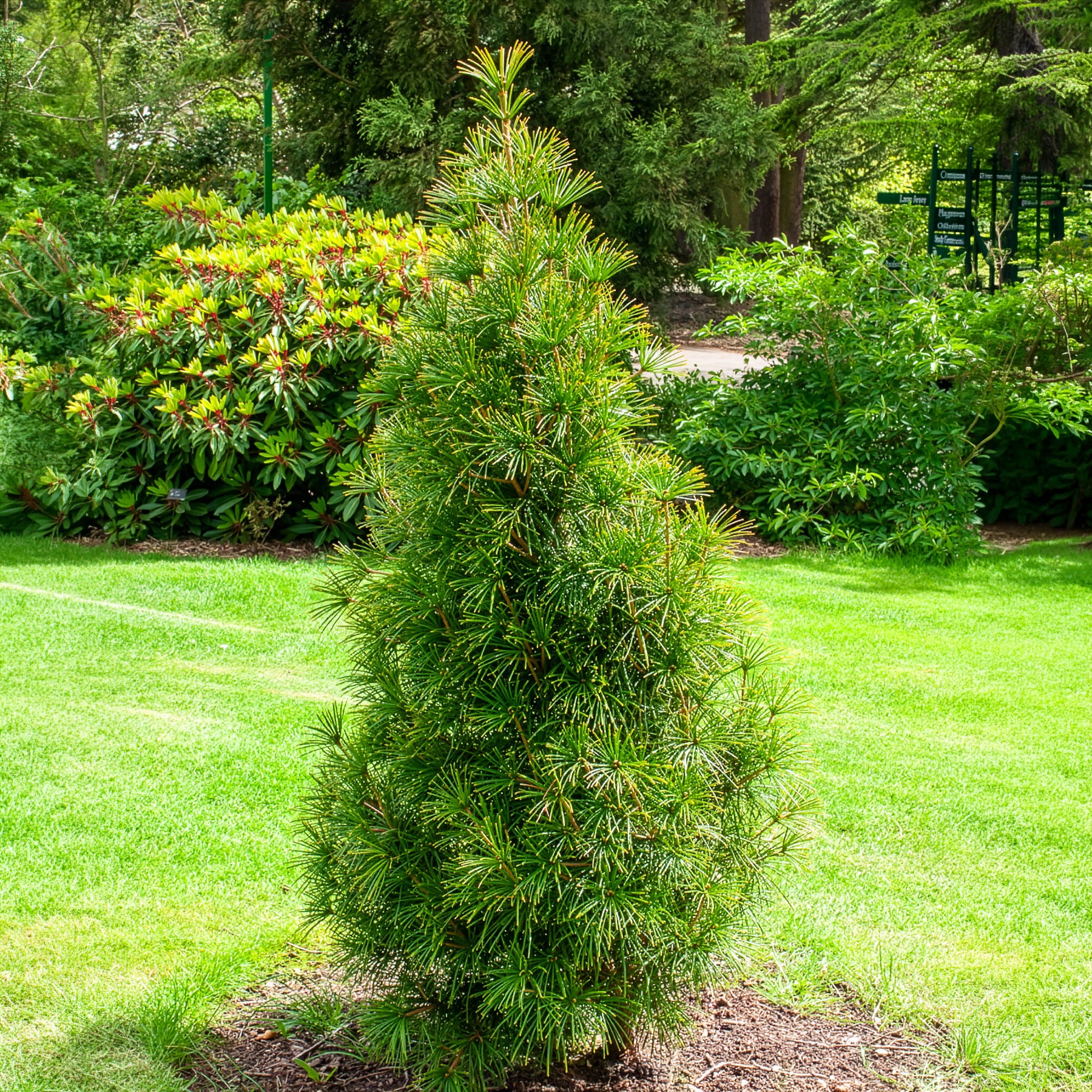 Den - Japanse parasolden - Sciadopitys verticillata
