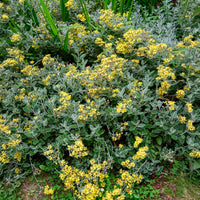 Kruiskruid Sunshine - Senecio greyi Sunshine - Bakker