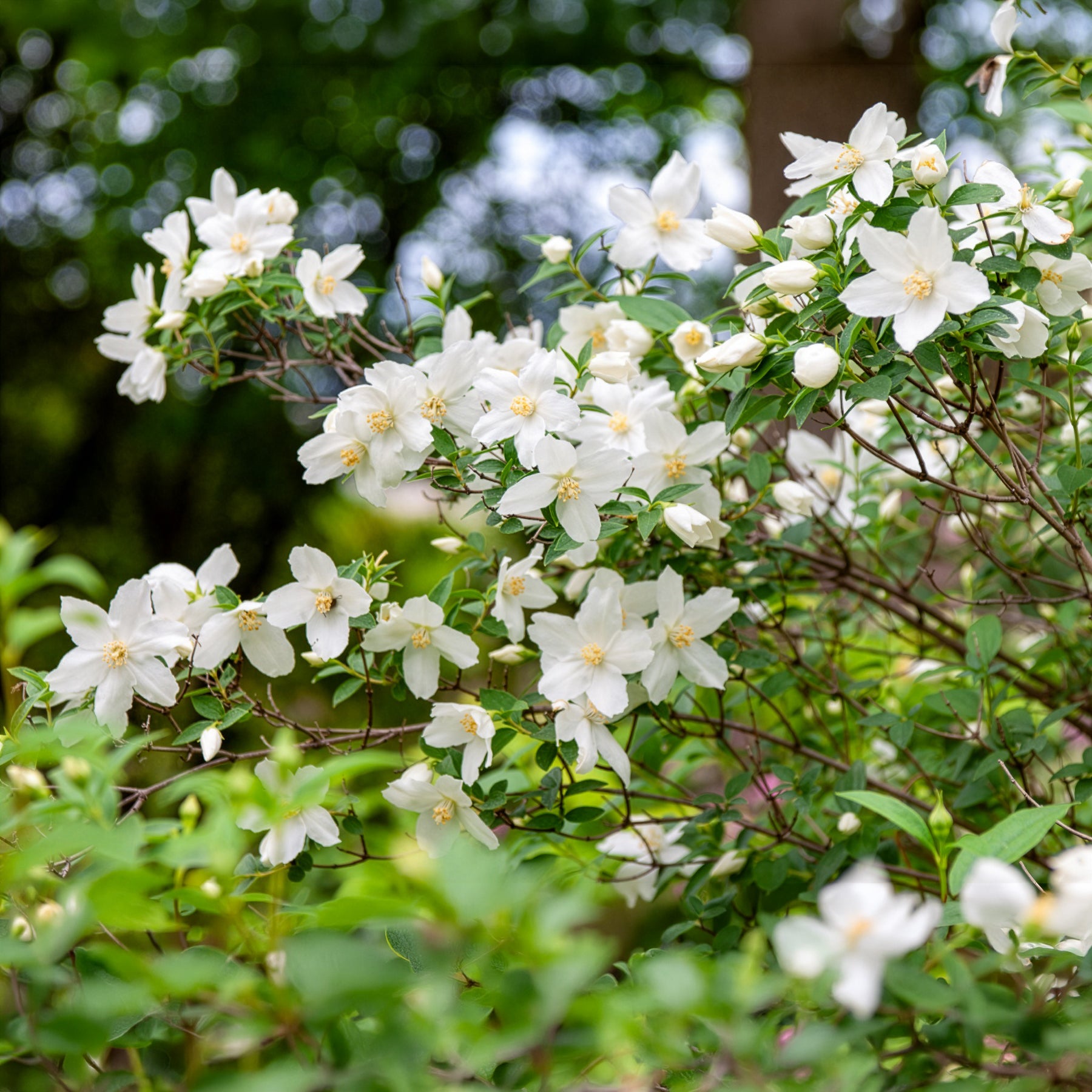Philadelphus Silberregen - Boerenjasmijn Silberregen - Philadelphus - Boerenjasmijn