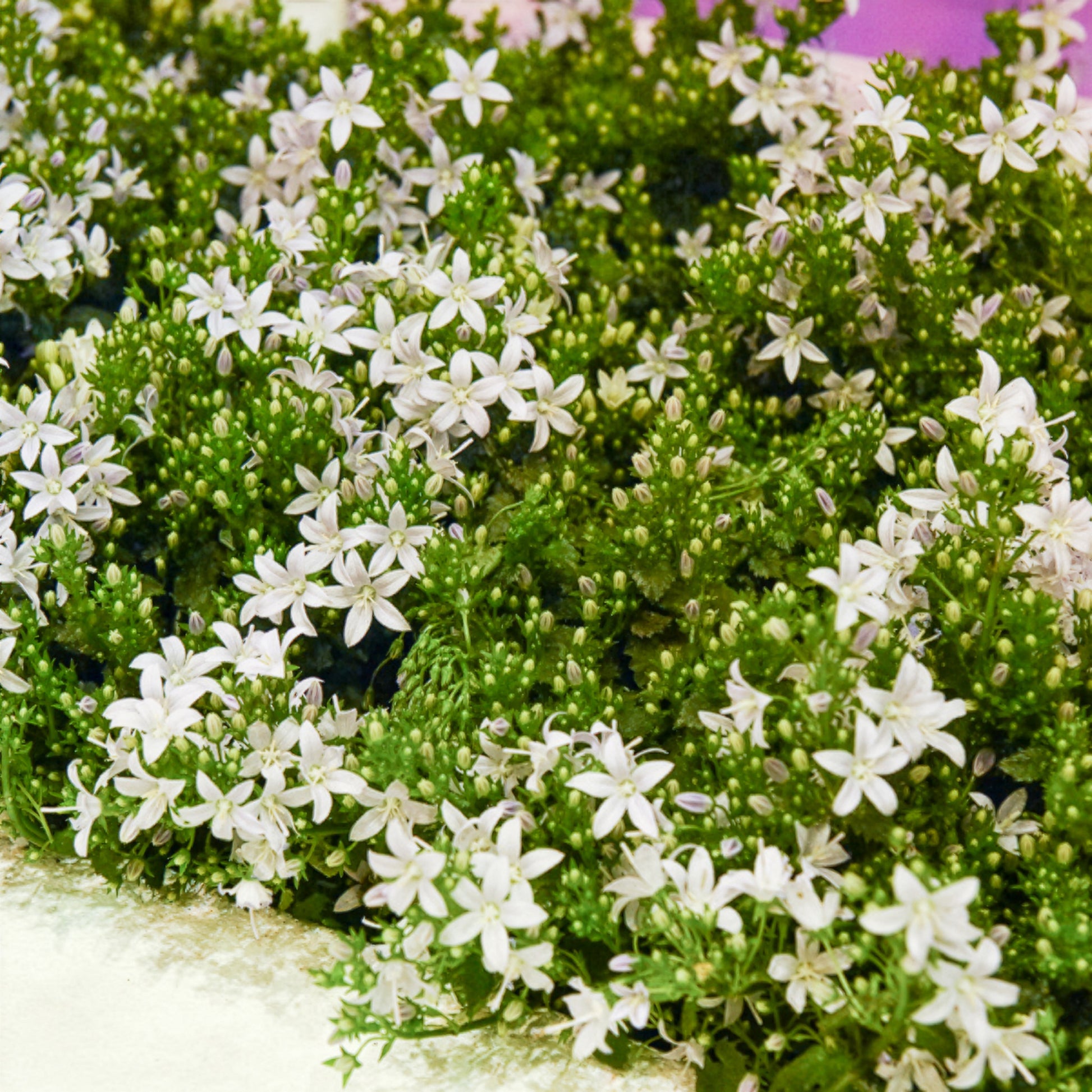 Weiße Polster-Glockenblume - Campanula portenschlagiana - Bakker