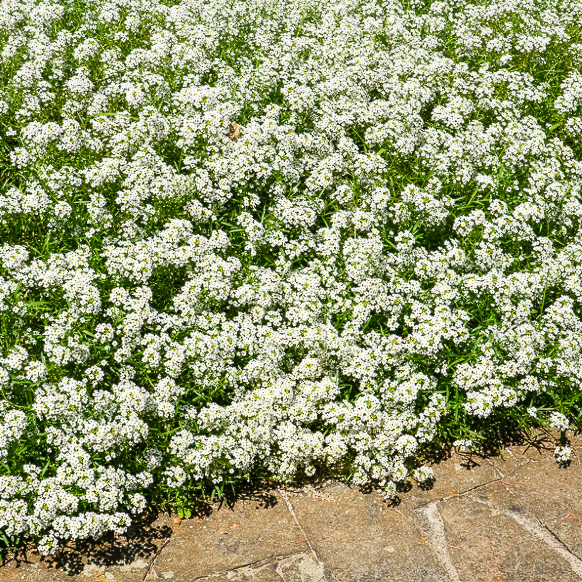Alyssum hangend - Lobularia maritima - Bakker