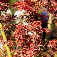 Verkoop Japanse esdoorn Shishigashira - Acer palmatum Shishigashira