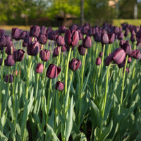 Tulpen - Tulp Queen of Night - 