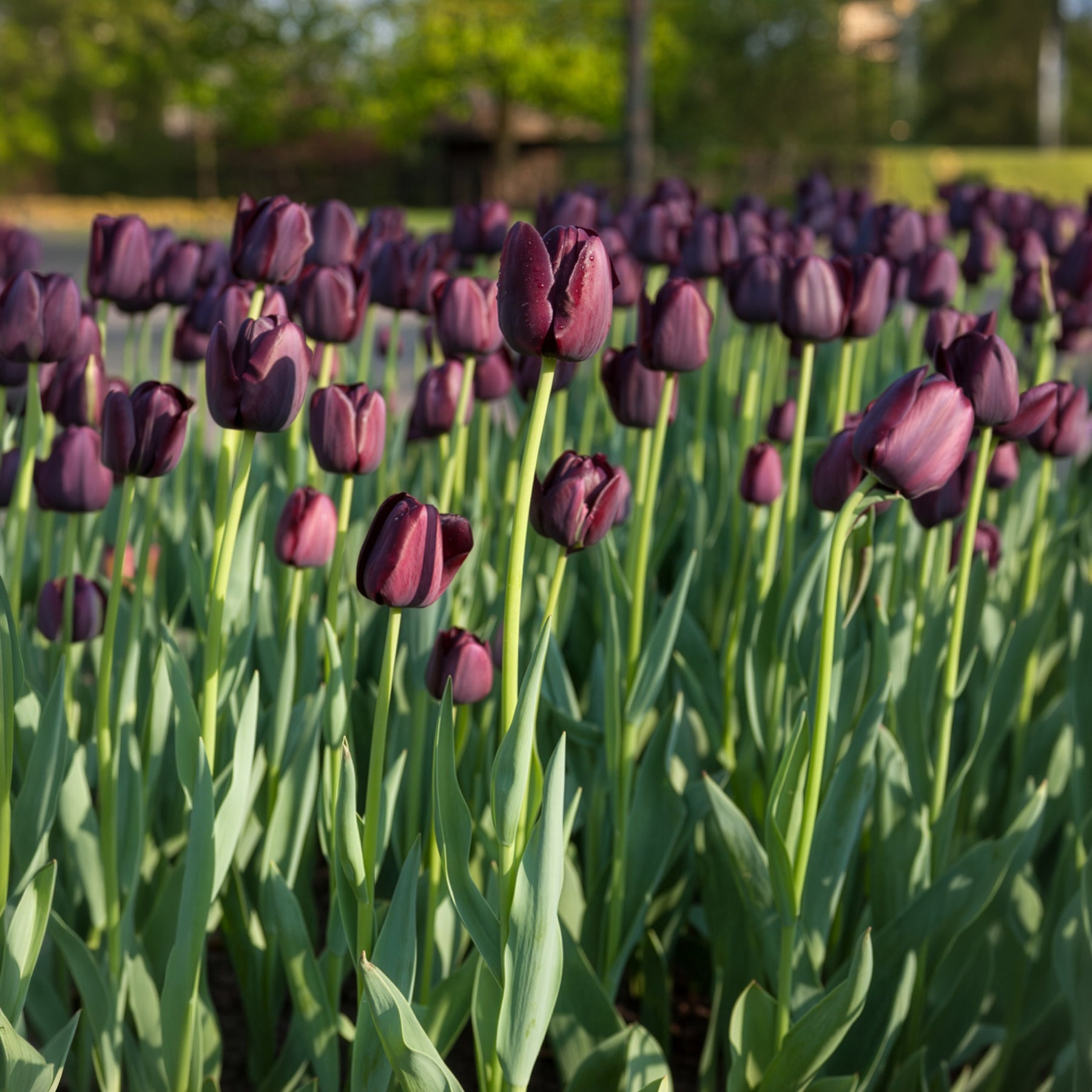 Tulpen - Tulp Queen of Night - 
