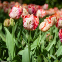 Tulp Apricot Parrot - Tulipa Apricot Parrot - Bakker