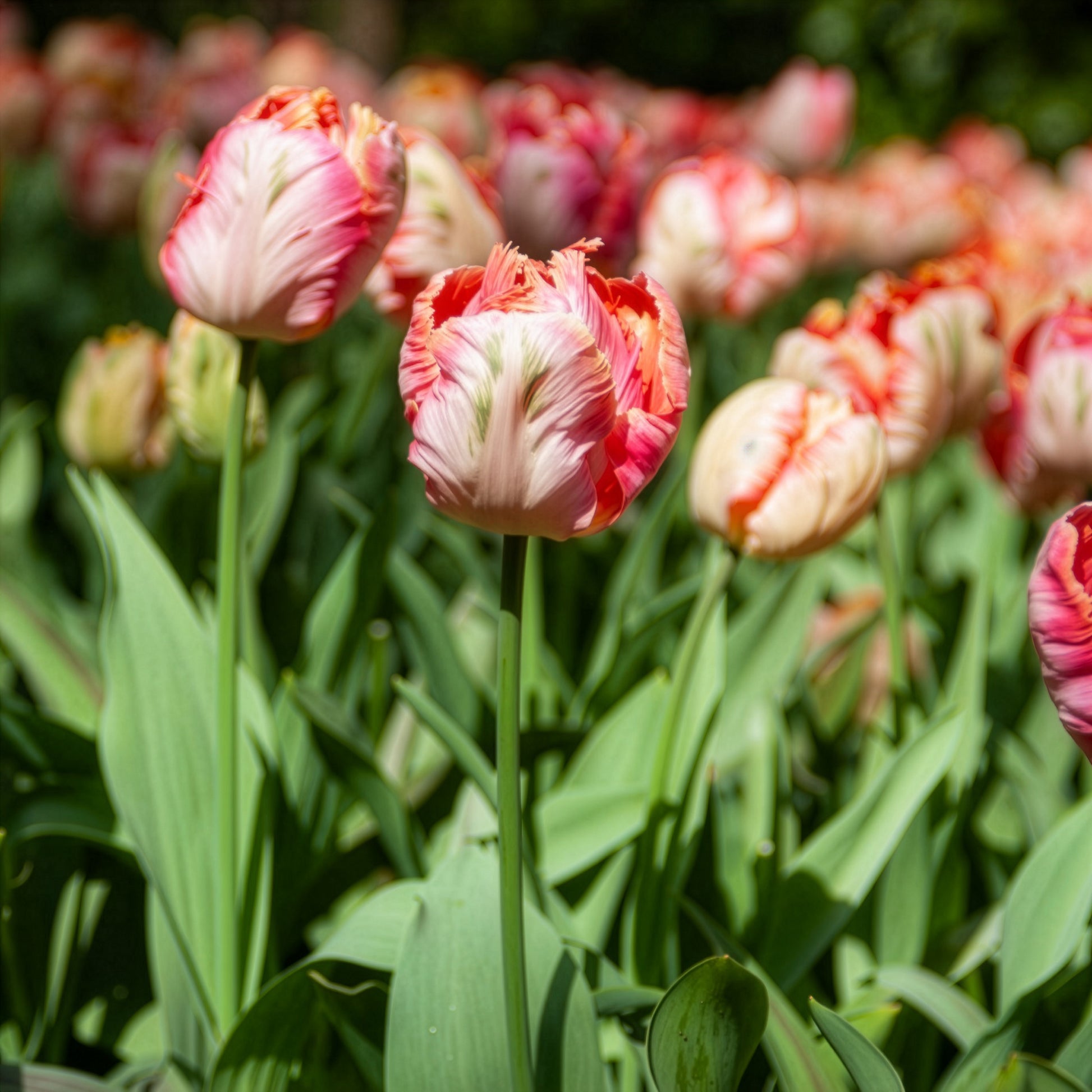 Tulp Apricot Parrot - Tulipa Apricot Parrot - Bakker