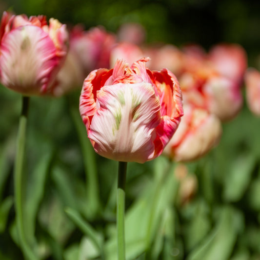 Tulp Apricot Parrot - Bakker