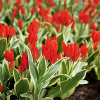 Botanische tulp Unicum -  - Bakker