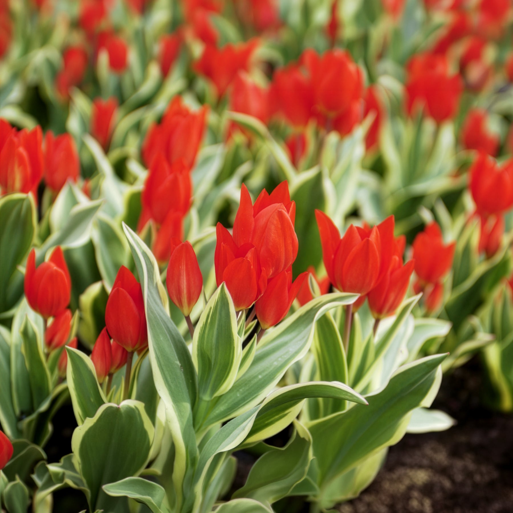 Botanische tulp Unicum -  - Bakker