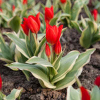 Botanische tulp Unicum - Bakker