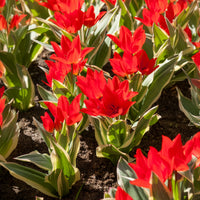 Tulpen - Botanische tulp Unicum - 