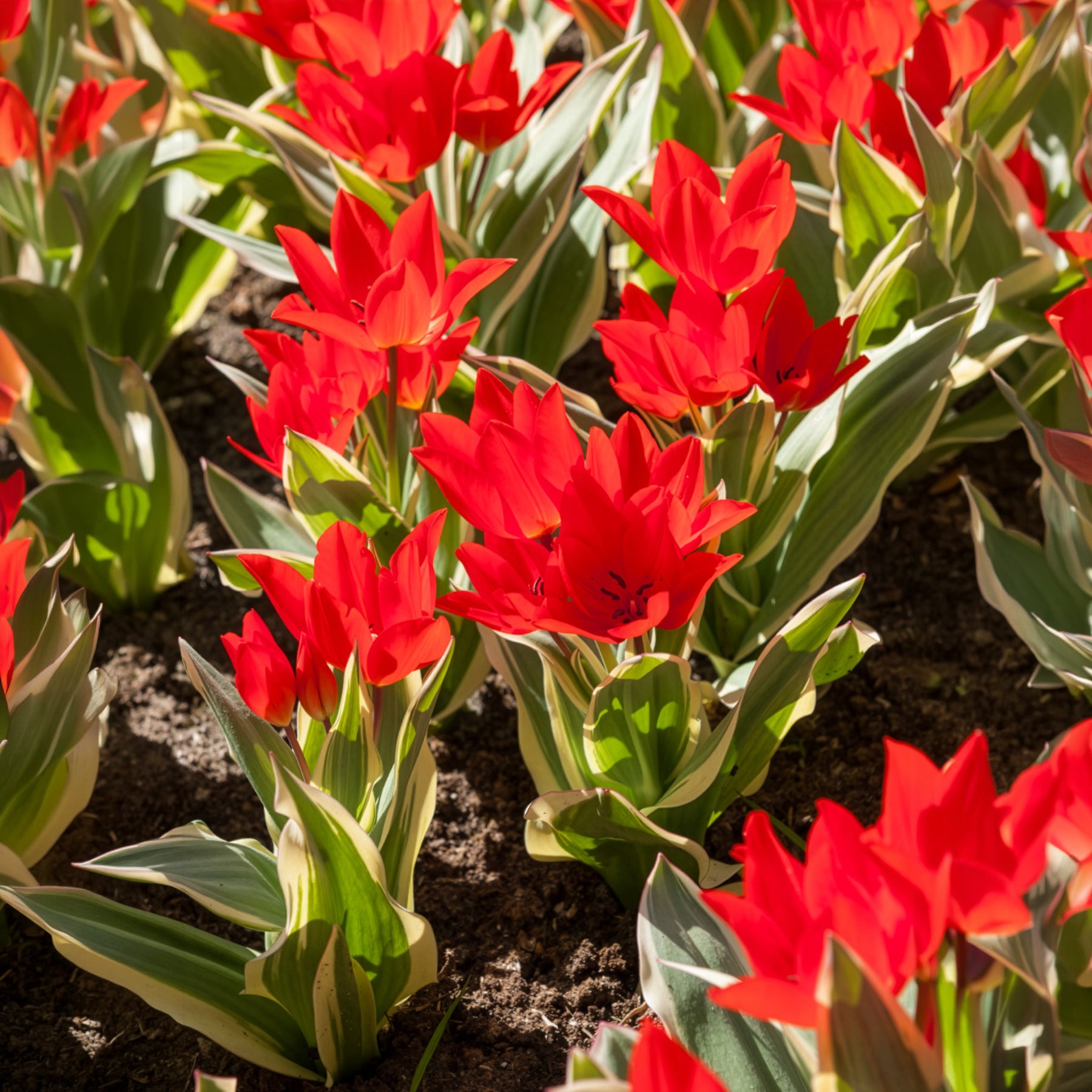 Tulpen - Botanische tulp Unicum - 