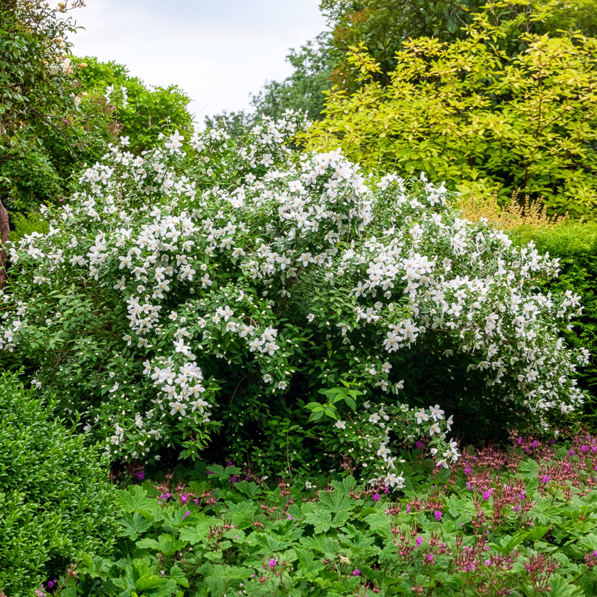 Boerenjasmijn Silberregen - Philadelphus Silberregen - Bakker
