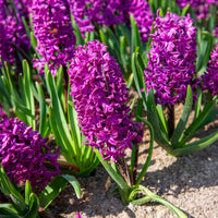 50 bollen bijvriendelijke bloemen paars/wit - Crocus Flower Record, Muscari ameniacum, Iris Purple Hill, Hyacinth Woodstock, Scilla siberica alba - Bakker