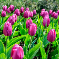 Voorjaarsbollen voor regenboogborder - Narcissus, Tulipa Purple Priince, Van Eijk, Apeldoorn's Elite - Bakker