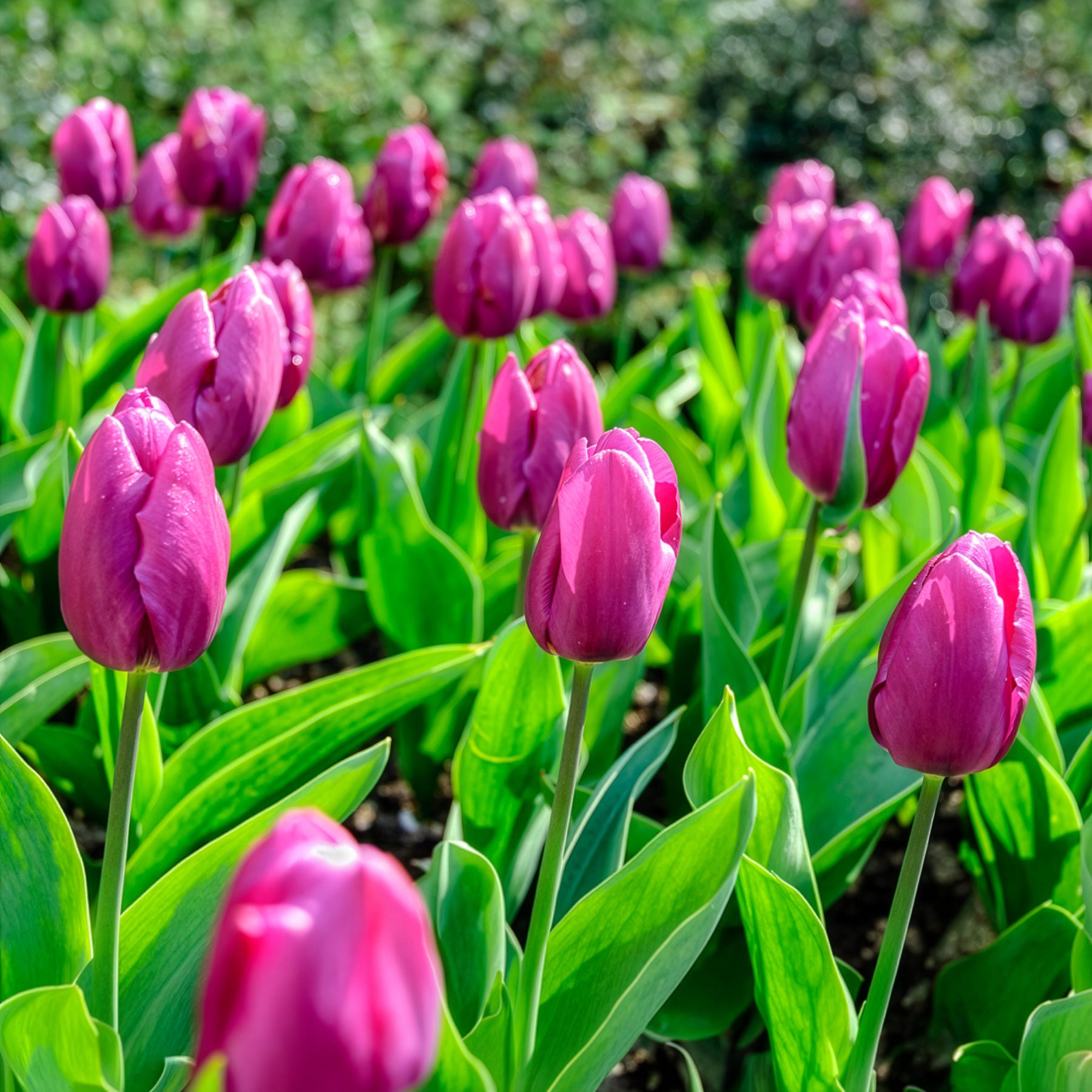Voorjaarsbollen voor regenboogborder - Narcissus, Tulipa Purple Priince, Van Eijk, Apeldoorn's Elite - Bakker