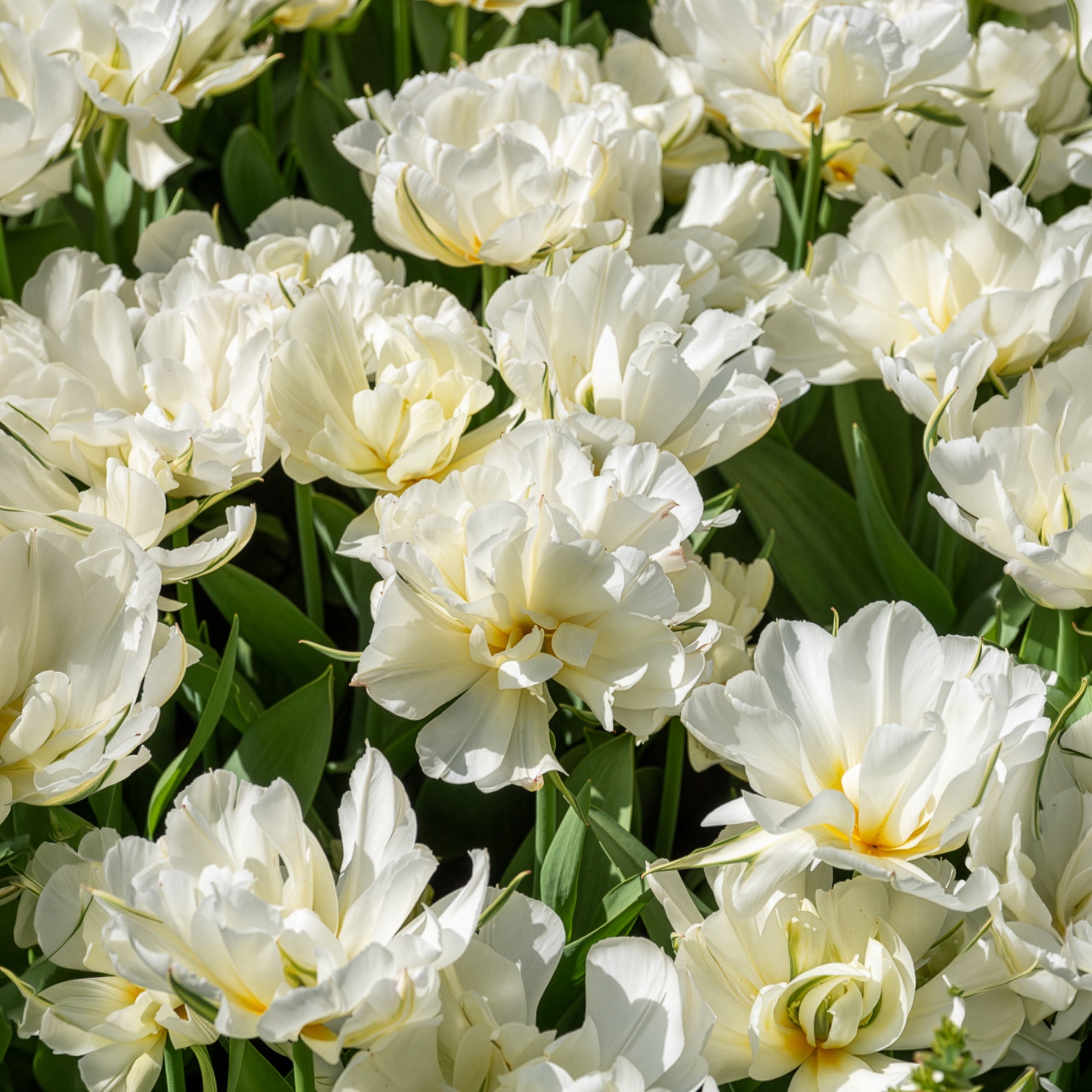 Narcissus Ice Follies, Pusckina alba, Tulipa Apeldoorn, Exotic Emperor, Seadov - Voorjaarsbollen voor rood-witte border - Gemengde bloembollen