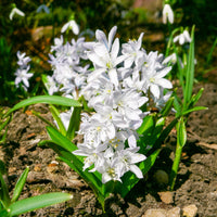 Verkoop Voorjaarsbollen voor rood-witte border - Narcissus Ice Follies, Pusckina alba, Tulipa Apeldoorn, Exotic Emperor, Seadov