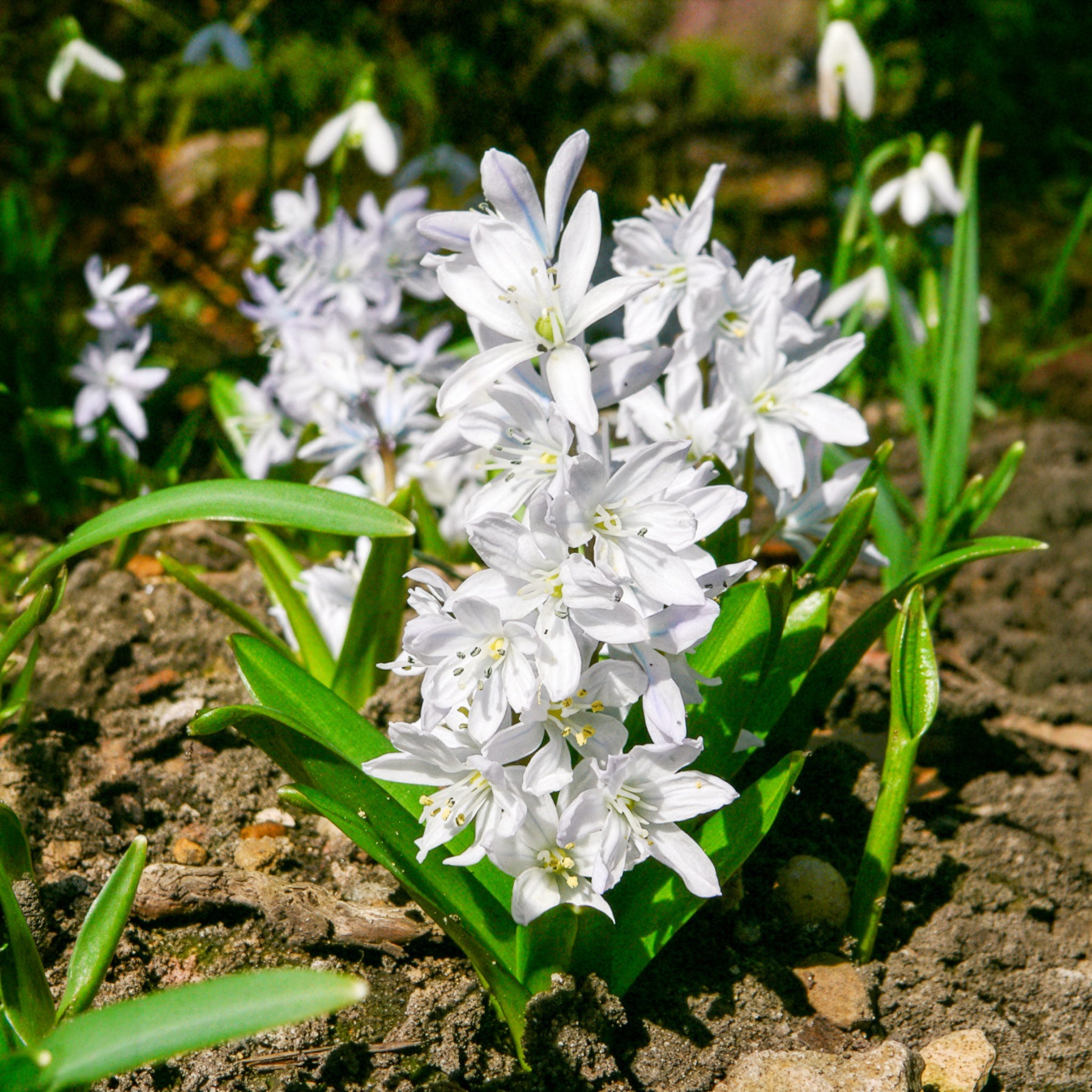 Verkoop Voorjaarsbollen voor rood-witte border - Narcissus Ice Follies, Pusckina alba, Tulipa Apeldoorn, Exotic Emperor, Seadov