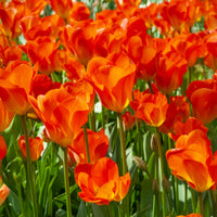 Voorjaarsbollen voor geel-oranje border - Tulipa Orange Breeze, Blushing Apeldorn, Appeldorn's Elite, Narcissus Martinette - Bakker
