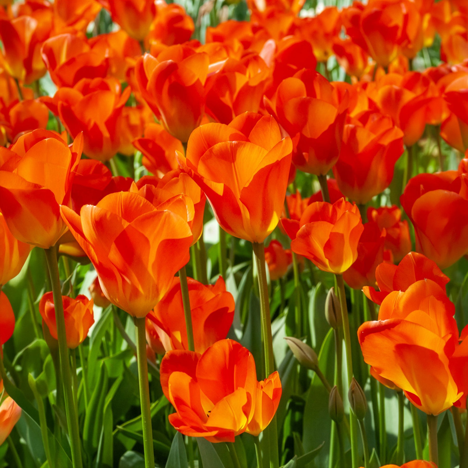 Voorjaarsbollen voor geel-oranje border - Tulipa Orange Breeze, Blushing Apeldorn, Appeldorn's Elite, Narcissus Martinette - Bakker