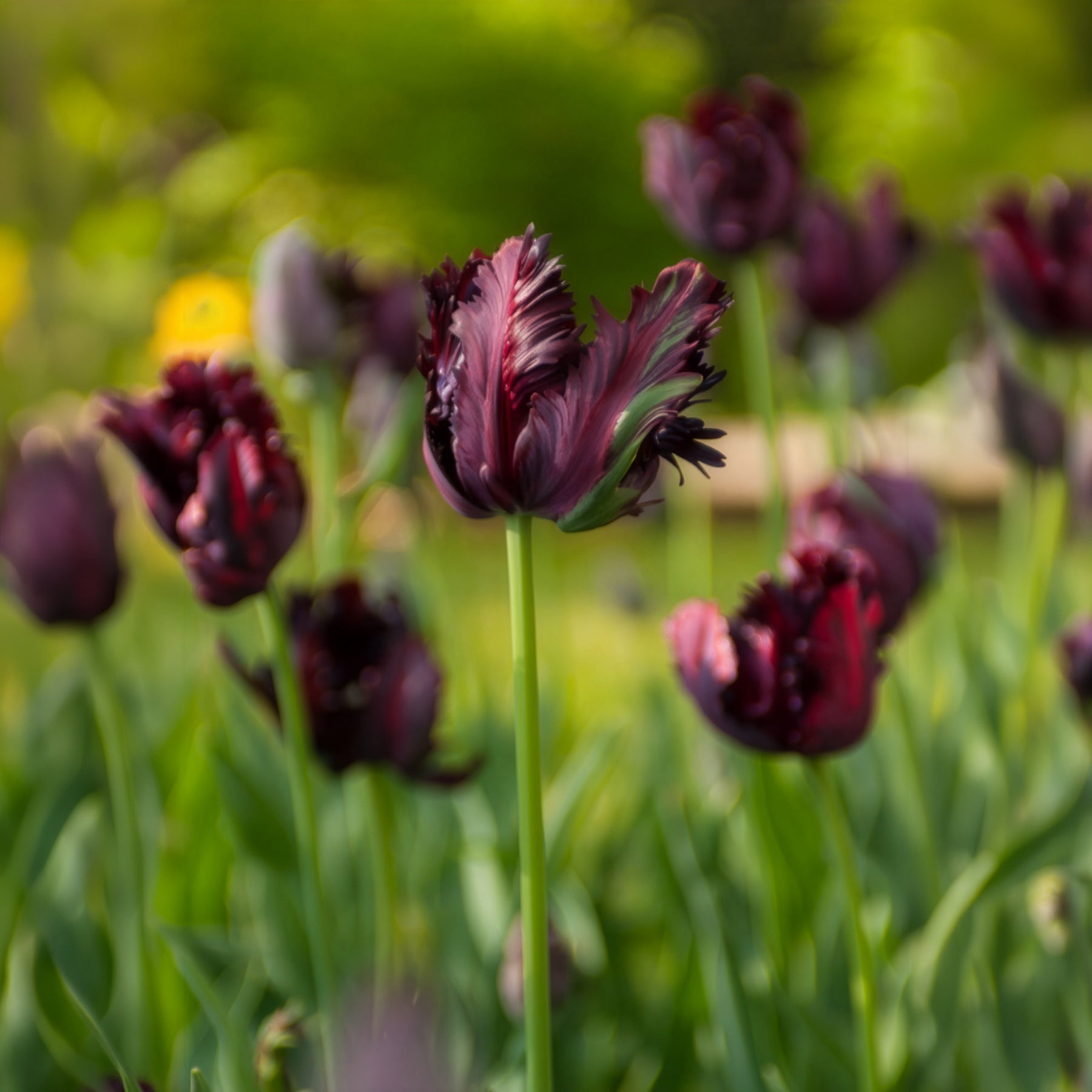  - Tulp Black Parrot - Tulpen