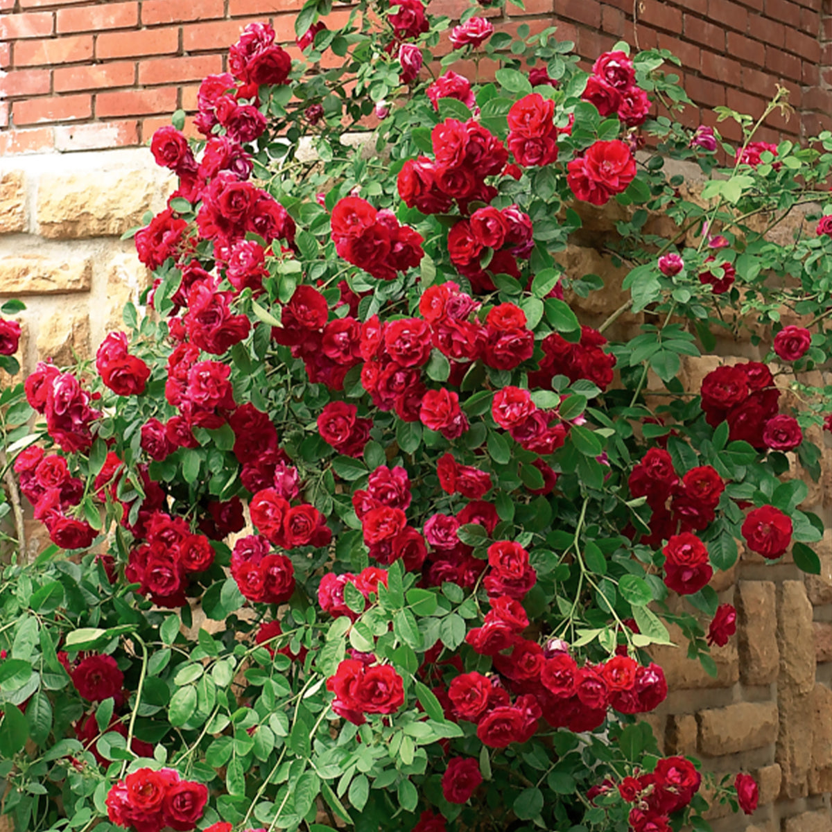 Klimroos - rood - Bakker