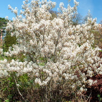 Verkoop Krentenboom - Amelanchier lamarckii