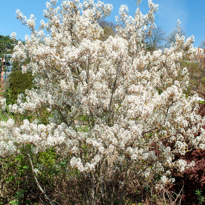 Verkoop Krentenboom - Amelanchier lamarckii
