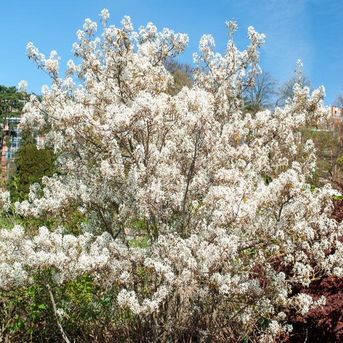 Cotoneaster franchetii, Amelanchier lamarckii, Euonymus europaeus, Symphoricarpos doorenbosii - Vogelvriendelijke haag Mix - Haagheesters