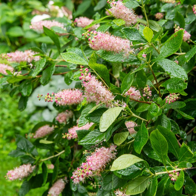 Schijnels 'Pink Spire' - Clethra alnifolia Pink Spire - Bakker