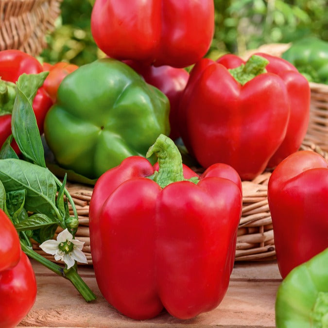 Capsicum annuum - Spaanse peper