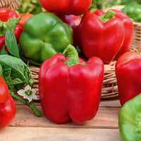 Cucurbita pepo, Solanum melongena, Capsicum annuum, Solanum lycopersicum - Zonnige groentenzaden Mix - Overige groentezaden