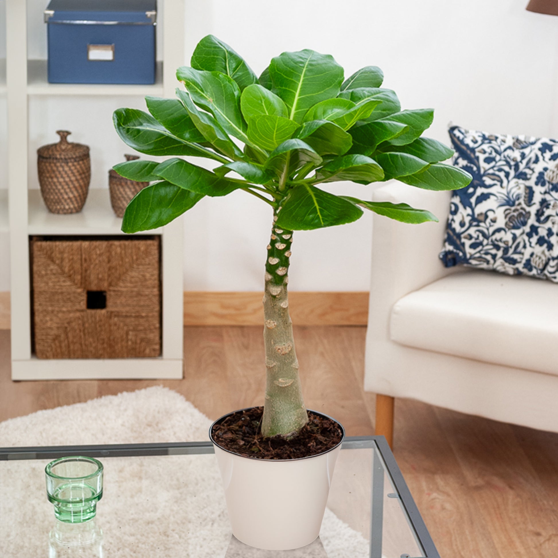 Hawaii palm - Brighamia insignis kirsten - Kamerplanten