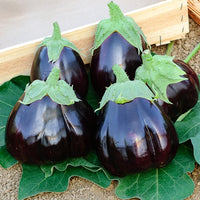 Aubergine 'Black Beauty' - Solanum melongena black beauty - Zaden