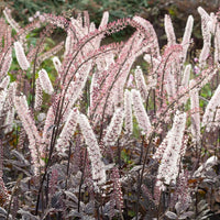Christoffelkruid Pink Spike - Bakker