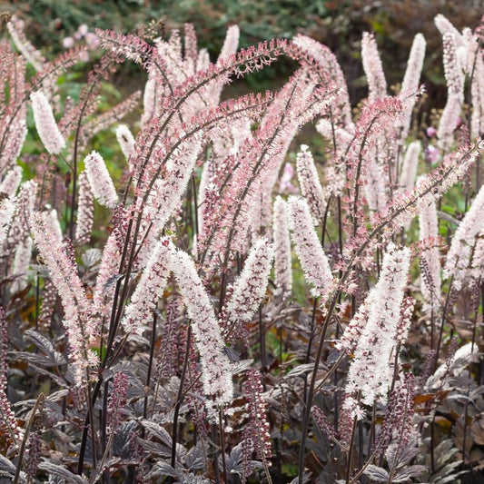 Christoffelkruid Pink Spike - Bakker