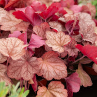 Perperklokje 'Georgia Peach' - Heuchera georgia peach - Bakker