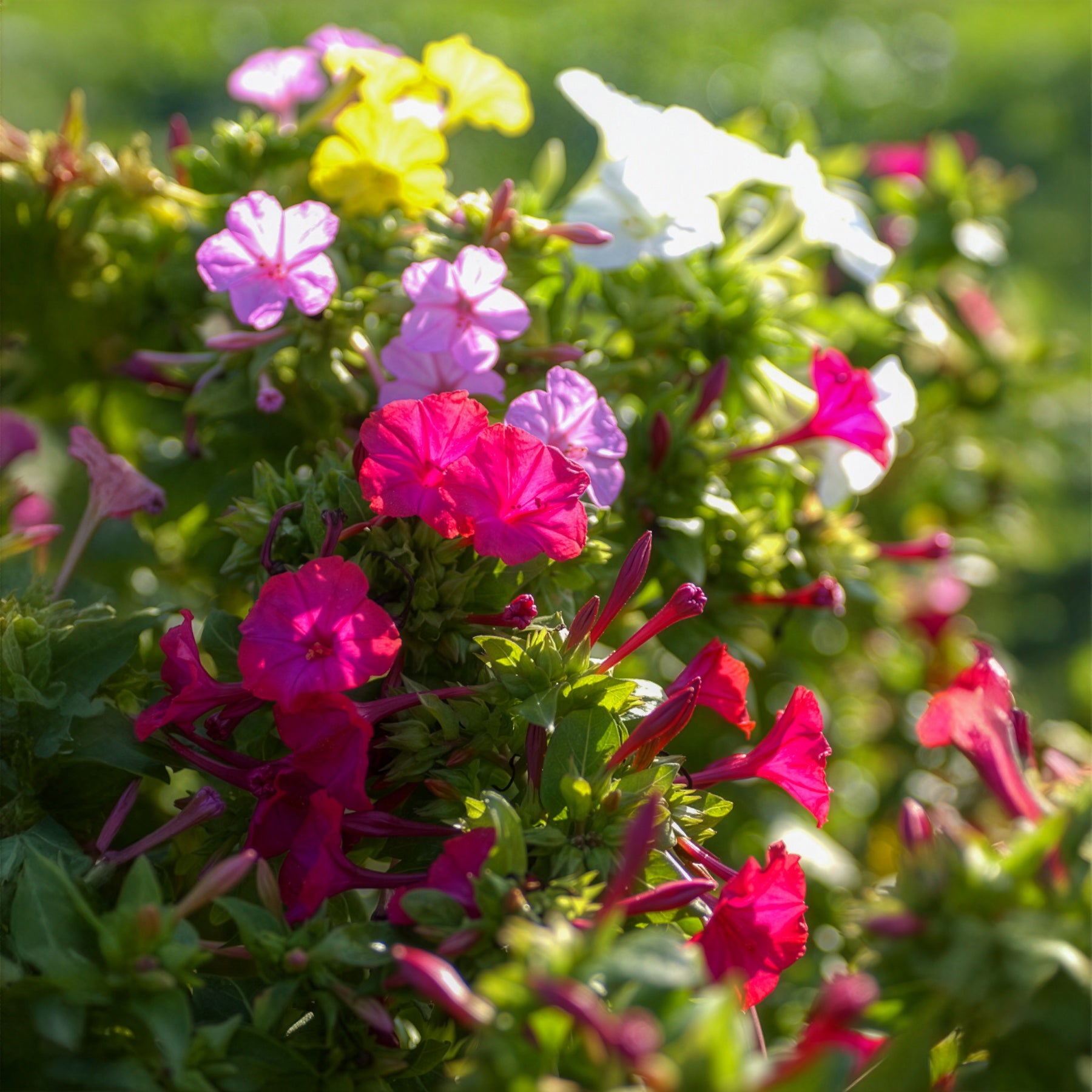 Nachtschone - Mix (x6) - Bakker