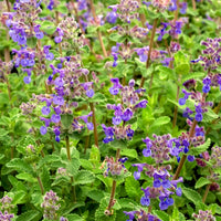 Kattekruid - Nepeta mussinii - Bakker
