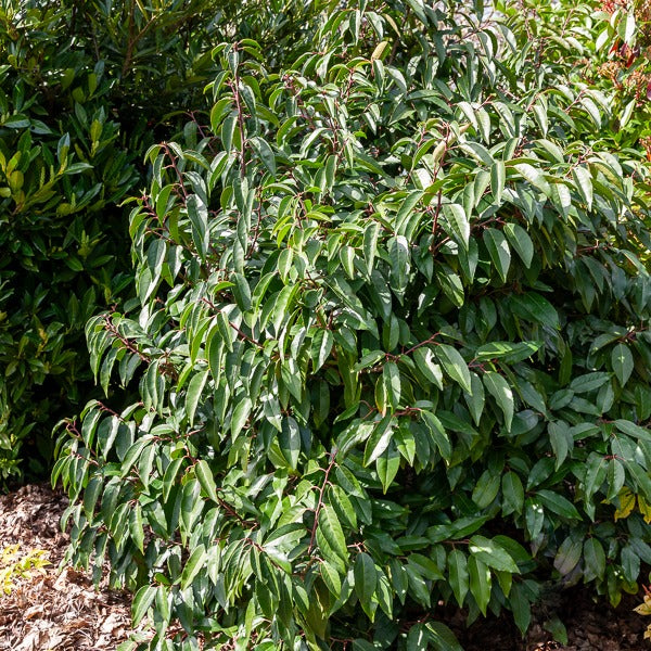 Portugese laurier - Prunus lusitanica - Heesters en vaste planten