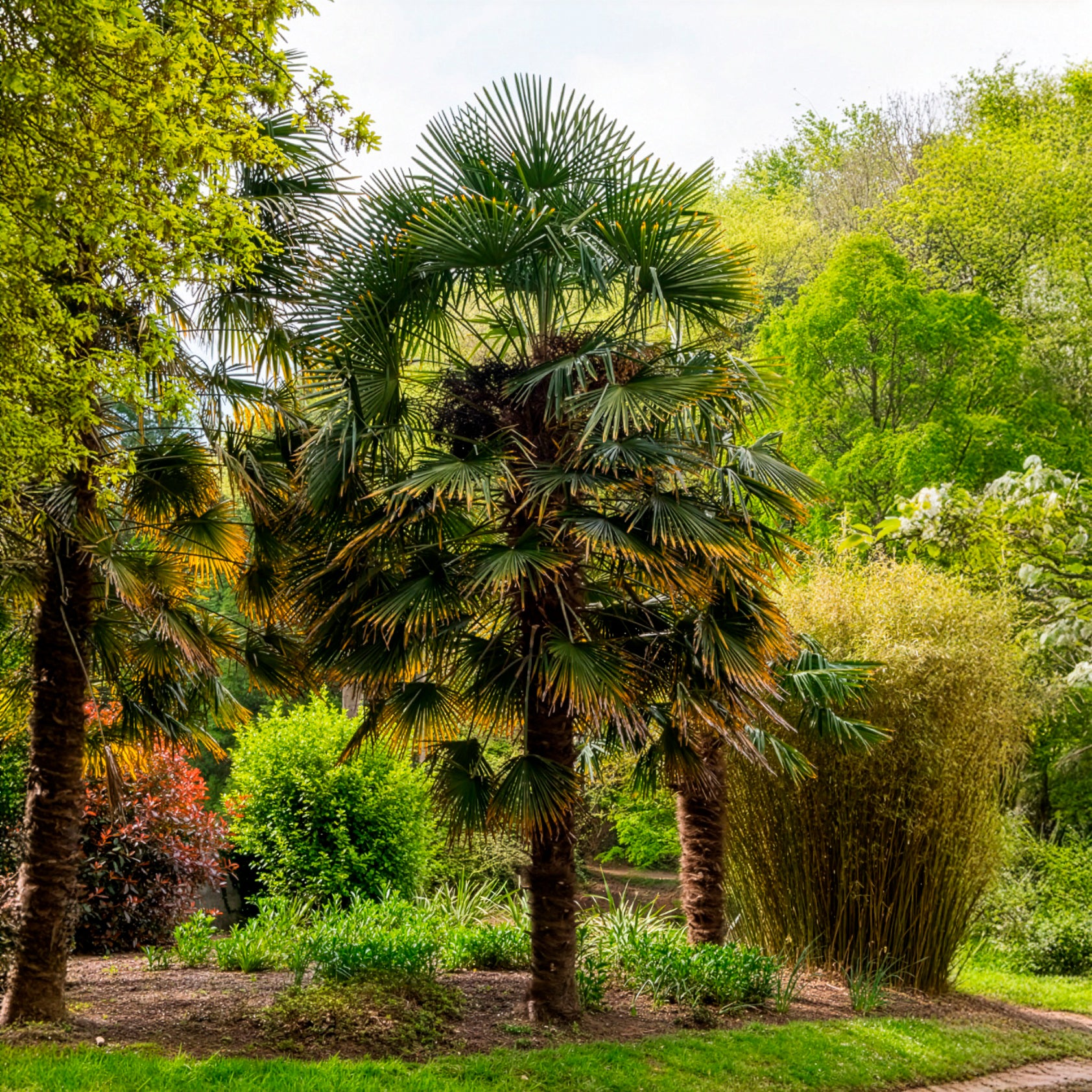 Chinese waaierpalm - Bakker