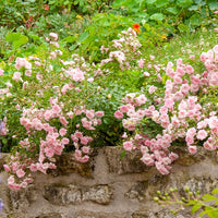 Bodembedekkende rozen - Bodembedekkende roos 'The Fairy'® - Rosa polyantha 'the fairy'